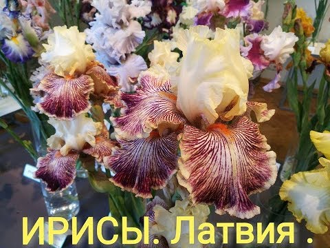 Video: Iris - Korisna Svojstva I Namjene Irisa, Sorte Irisa, Uzgoj, Lukovice Irisa. Iris Bradat, Sibirski, Nizozemski, Patuljak, Močvara