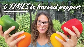 When to Harvest Bell Peppers – 6 Times to Pick Them & How!