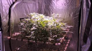 Pro Grow 350 COB - Day 18 of Flower