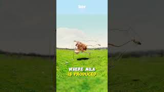How Do Cows Turn Grass Into Milk?
