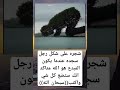 شجره سجده لو النبي غالي عليك اشتراك تفعيل الجرس لايك كومنت مشاركه شجره سجده لايك اشتراك اكسبلو