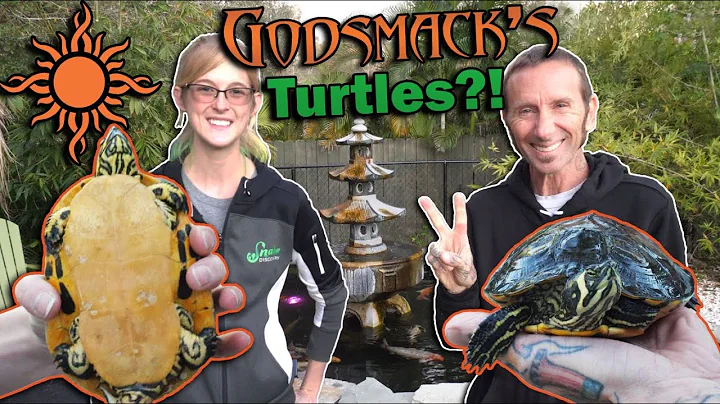 Meeting Shannon Larkin's Turtles and Koi!