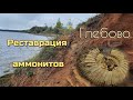 Глебовские аммониты. Препарация и реставрация.