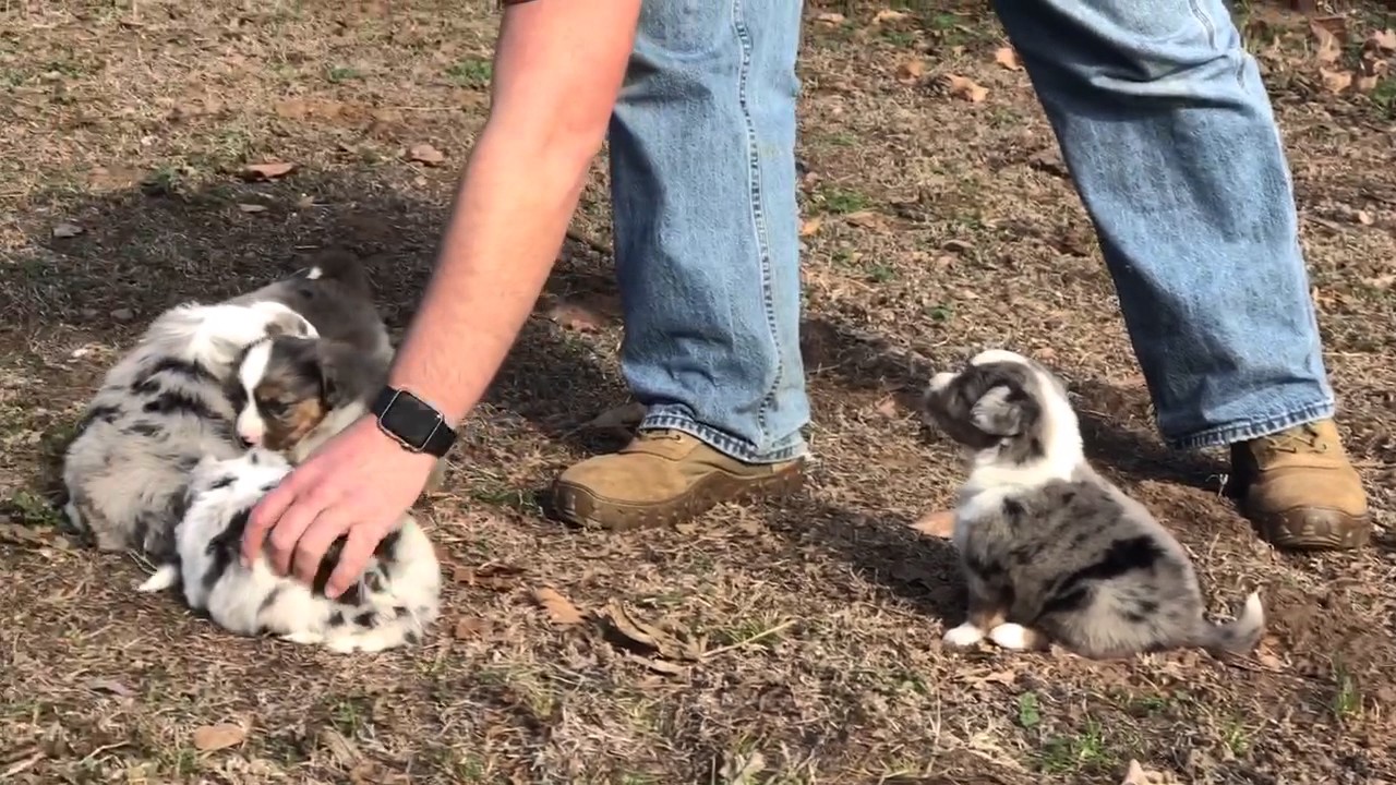 miniature american shepherd with tail