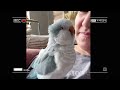 😂 Funniest  Parrots EVER! 🦜 Try Not To Laugh Challenge (Ultimate Compilation)