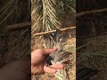 صيد البلابل لؤي العزاوي