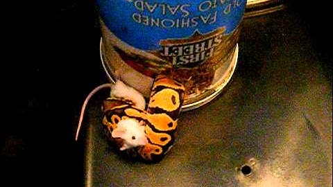 Pastel ball python morph feeding pt. 1