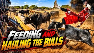 Feeding the Bulls and then we go to A Huge Event! 