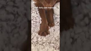 "Tiny paws. Serious work."🐾