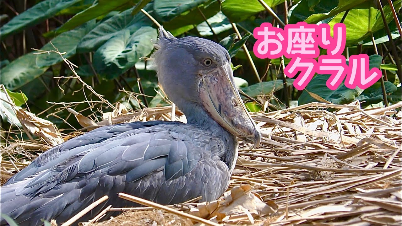 0708ー16550ーハシビロコウ様【32点】 ハシビロコウ クラルちゃん 藁の上にお座りです【神戸どうぶつ王国