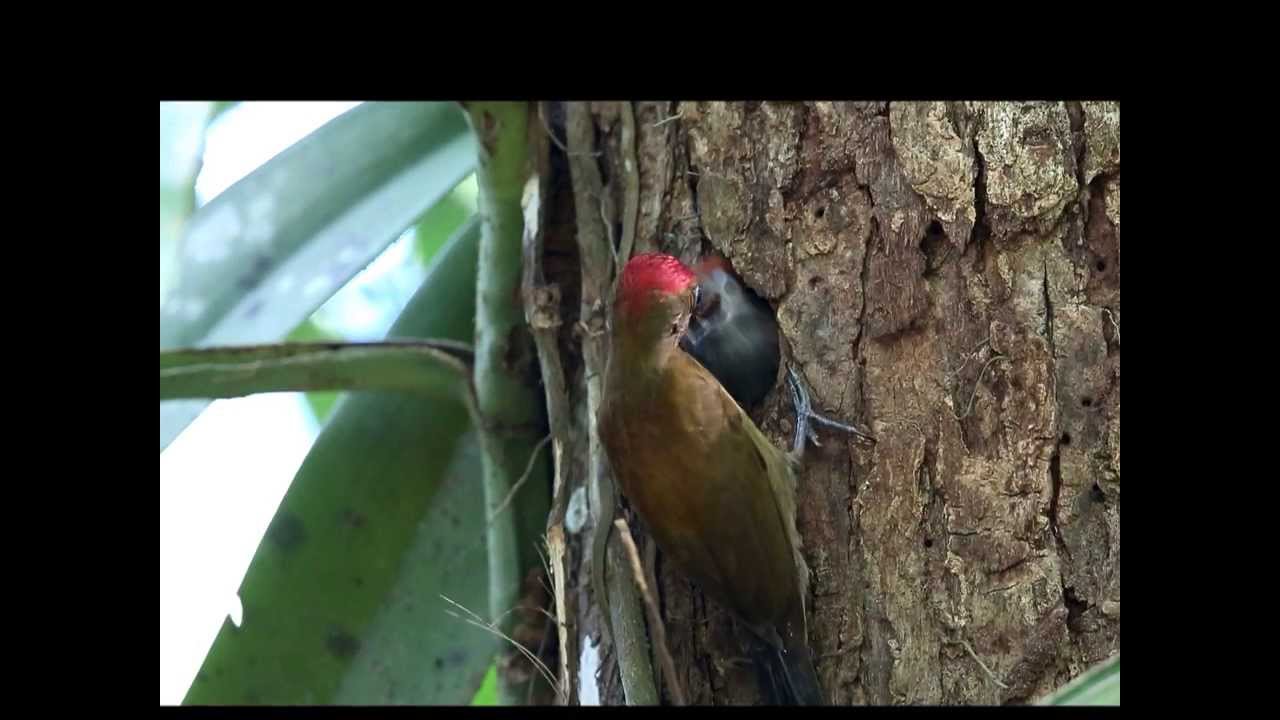 Smoky-brown Woodpecker 