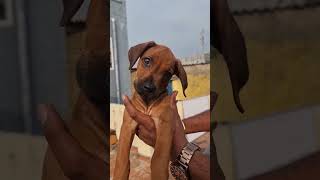 Rhodesian Ridgeback Female pup 45 days old | India | Guarding dogs #dog  #puppy #baby