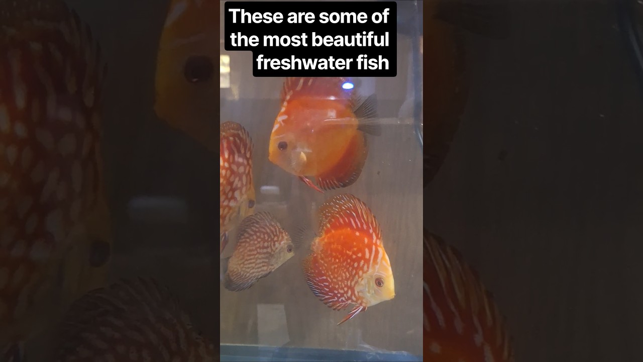 Jack Wattley discus fine line red panda #aquarist #fishtank #jackwattleydiscus
