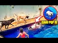 AMERICAN BULLY SUICIDA SE JOGOU NA PISCINA PERIGO | DRAGONS PIT