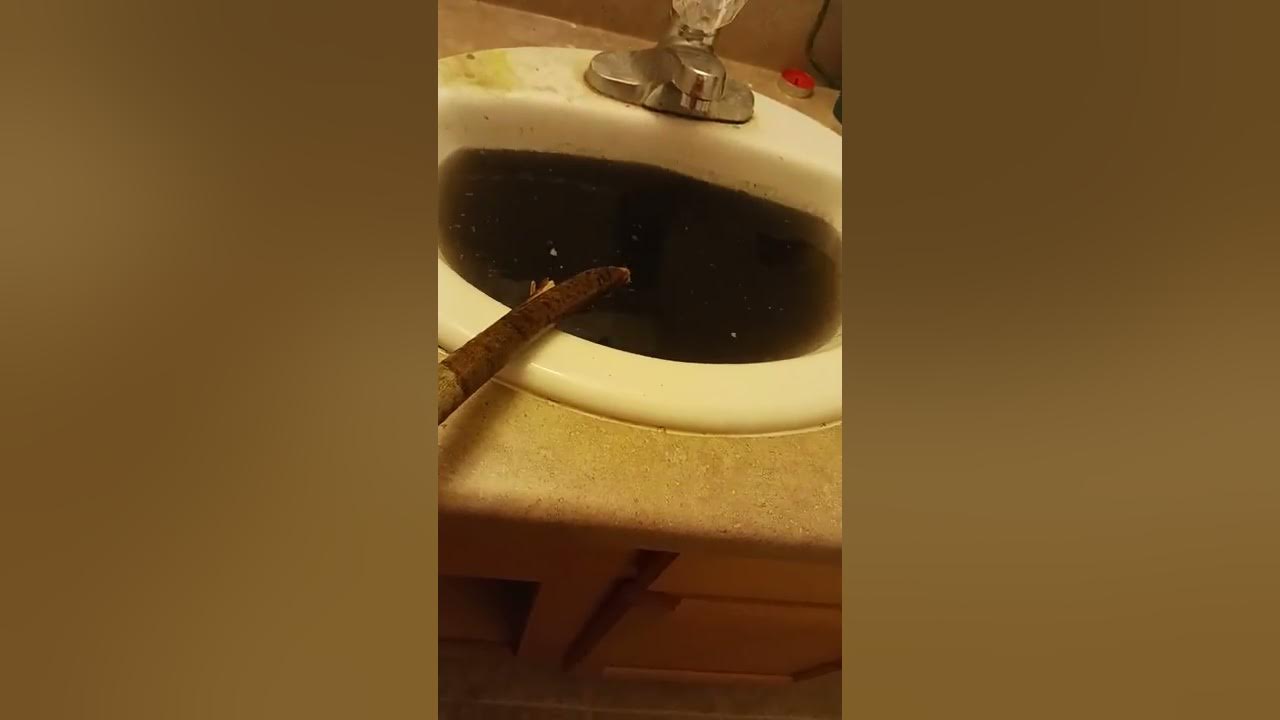 black water in sink with gunk coming from the drain YouTube