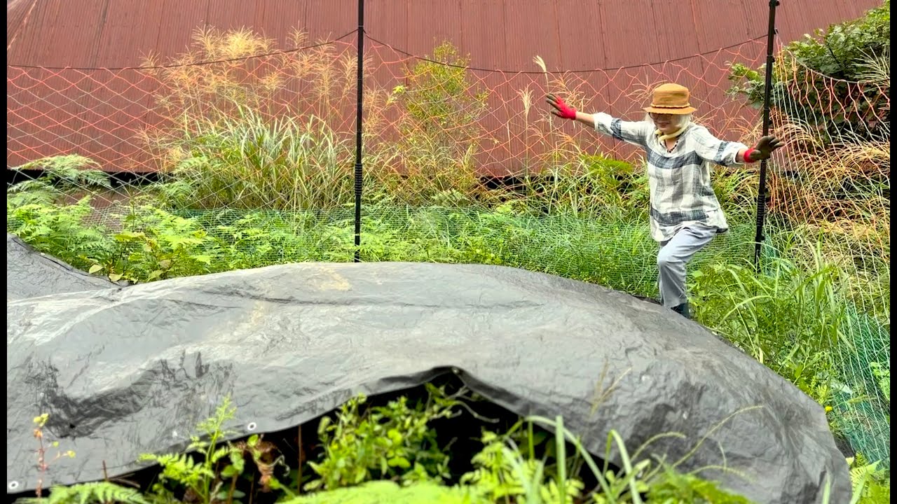 山の畑は草ジャングル私の小さな抵抗・トイレのリメイクDIY始まる・秋の味は簡単ボンゴレパスタ