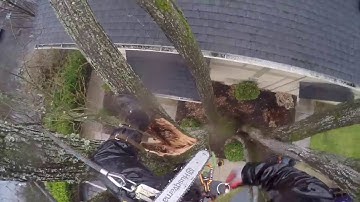 Tree Storm Damage - Rigging - Arborist