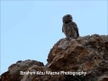 little owl sounds ,  صوت بومه ام قويق