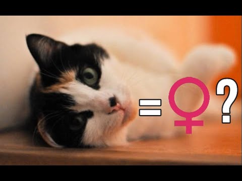 Vidéo: Les chats de couleur orange sont-ils toujours des mâles ?