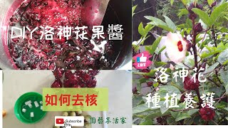 從種子到肚子~洛神花種植歷程&amp;洛神花果醬&amp;如何快速去核 