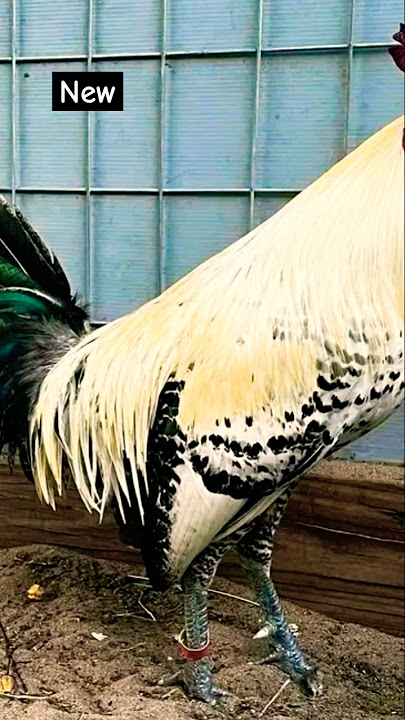 kanawayon   talisayen #chicken #rooster #ayam