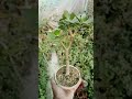 How is My Simple and Beautiful Jade Plant 166 #shorts