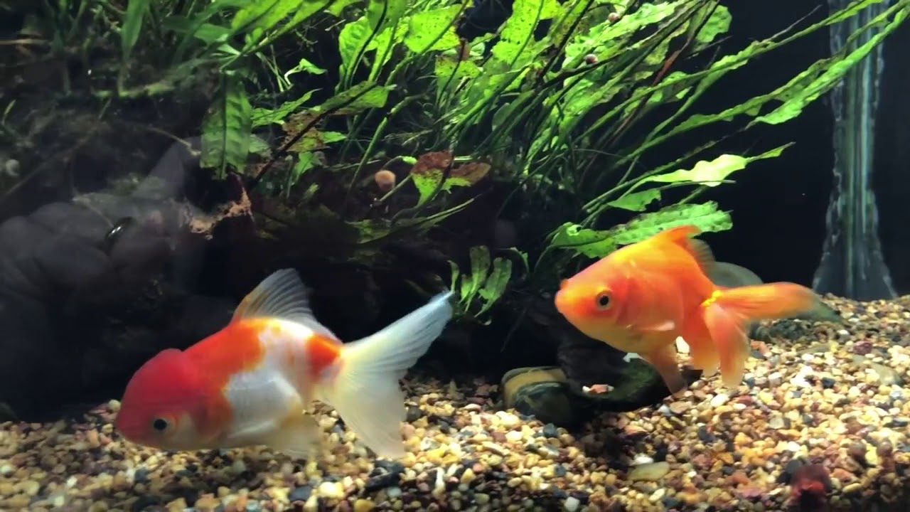 plenum freshwater aquarium