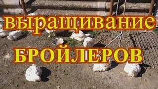 ВЫРАЩИВАНИЕ БРОЙЛЕРОВ В ДОМАШНИХ УСЛОВИЯХ# ЭКОНОМНОЕ КОРМЛЕНИЕ БРОЙЛЕРОВ БЕЗ КОМБИКОРМА ВЫРАЩИВАНИЕ БРОЙЛЕРОВ В ДОМАШНИХ УСЛОВИЯХ# ЭКОНОМНОЕ КОРМЛЕНИЕ БРОЙЛЕРОВ БЕЗ КОМБИКОРМА