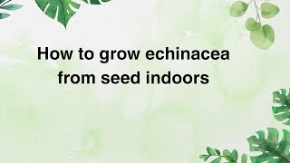 How to grow echinacea from seed indoors
