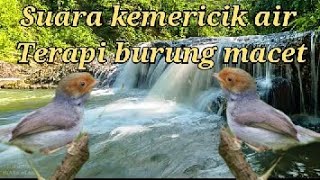 suara air kemericik untuk terapi burung prenjak macet bunyi sangat ampuh