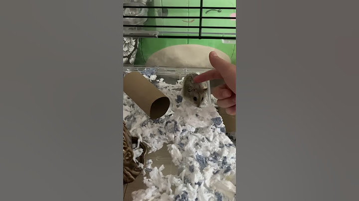 Day:3 Daisy is doing so much better with new bedding and a new clean cage!!!