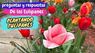 Cómo y cuándo plantar BULBOS de TULIPANES | PREGUNTAS y RESPUESTAS sobre TULIPANES