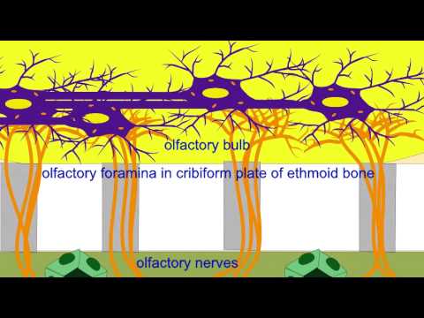 Video: Lub olfactory foramina nyob qhov twg?