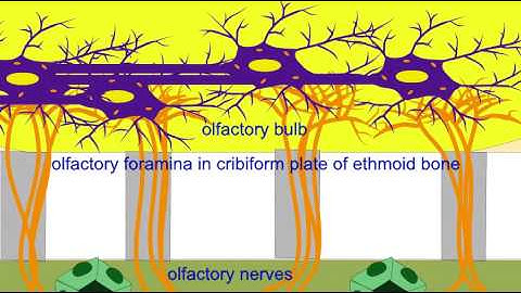 OLFACTORY NERVES, BULB, TRACT