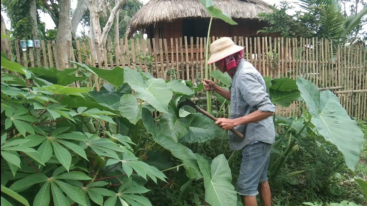 Taro stem salad🌱,sautéed edible wild mushroom🍄 and gardening