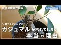 【植物屋店員が解説】育てやすいと思ってた。。ガジュマルを枯らす人が多い本当の理由