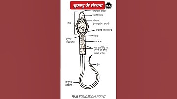 शुक्राणु की संरचना | Sperm structure | structure of sperm | #shorts #sperm #structure