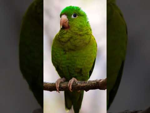 Where Can You Find a Golden-Winged Parakeet@Habib.Tv26#shoes#amazing#shorts#short#viral#trending