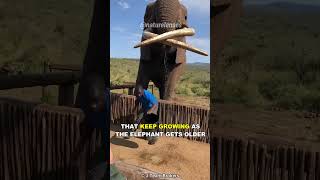 Elephant | The Largest Land Animal On Earth