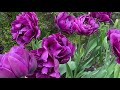 🌷 Tulip Garden Tour - Side Garden - Back Garden 🌷