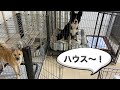 「ハウス」の合図でみんな一斉にケージに入る犬たち【しつけ】ハウス大好き犬
