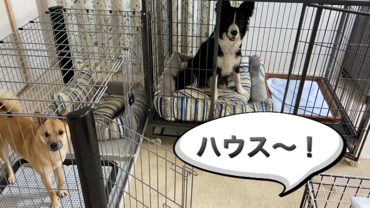 ハウス の合図でみんな一斉にケージに入る犬たち しつけ ハウス大好き犬 Youtube