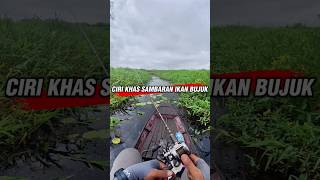 Download Lagu Suara letupan khas ikan bujuk #ikanbujuk #bujuk #mancing #casting MP3