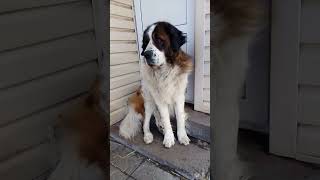 Пёс Барон. Видео с Московской Сторожевой Собакой. Baron Dog. Video with the Moscow Guard Dog. #dog