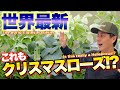 【クリスマスローズ】日本で見てきたのは一部でした！世界最新品種をご紹介【ヘレボルス】