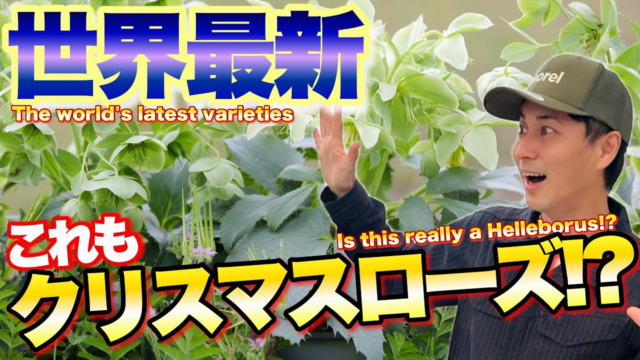 Is this really a Helleborus?] Amazing World's Latest Helleborus