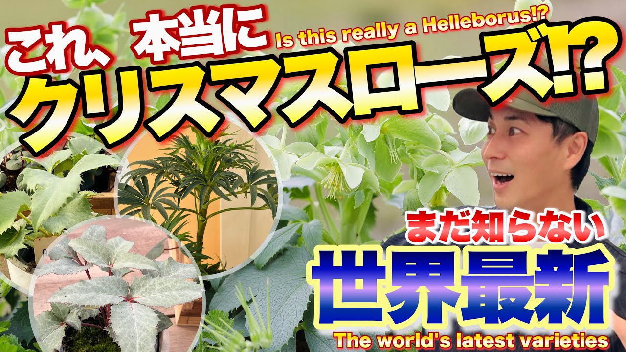 【これがクリスマスローズ!?】日本で見てきたのは一部でした！世界最新品種【ヘレボルス】