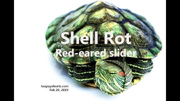 Two red-eared sliders with shell rot