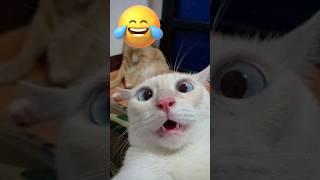 Funny Cats Videos of the day #funny #funnyvideo #memes #fyp