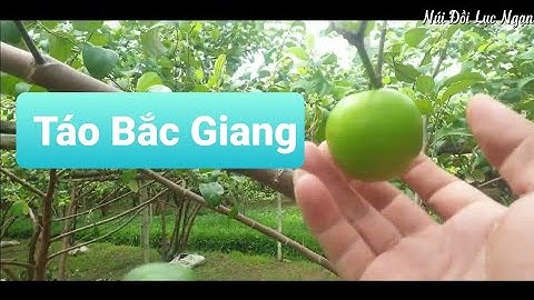 Thăm Cánh Đồng Táo Đẹp Tại Thôn Thảo - Biển Động l Núi Đồi Lục Ngạn